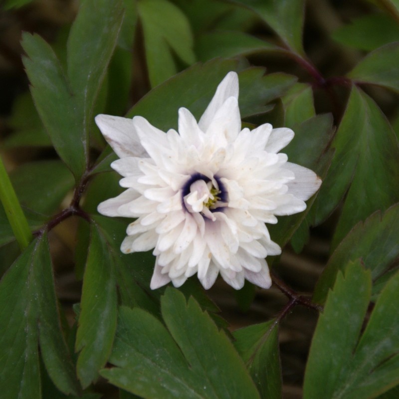Anemone nemorosa 'Blue Eyes'
