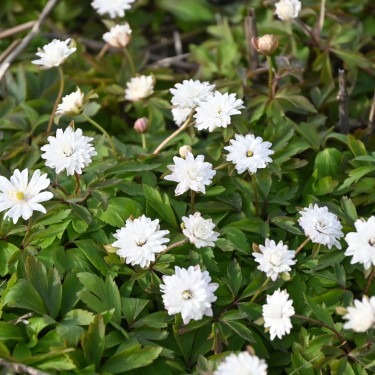 Anemone nemorosa 'Blue Eyes'