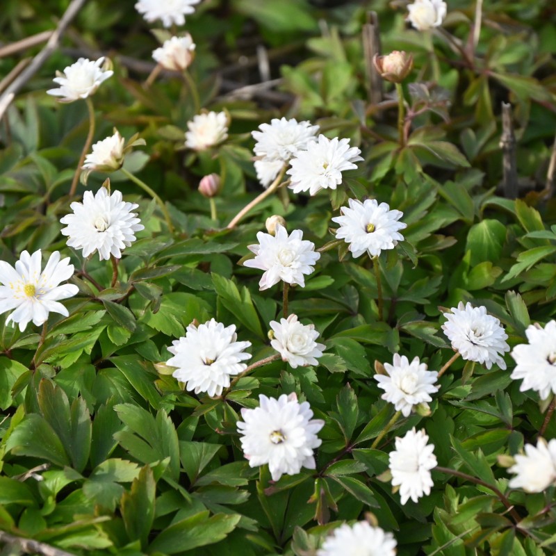 Anemone nemorosa 'Blue Eyes'
