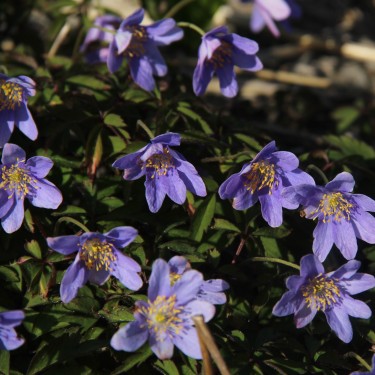 Anemone nemorosa 'Gerry'