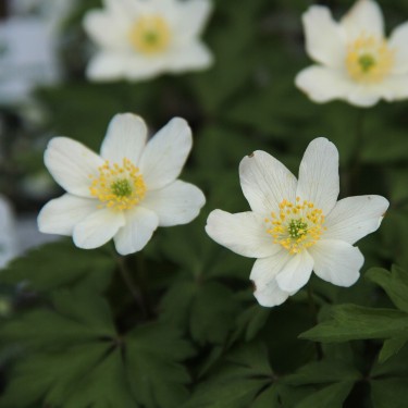 Anemone nemorosa 'Lychette'