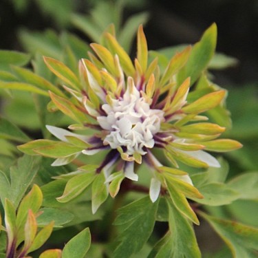 Anemone nemorosa 'Monstrosa'