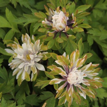 Anemone nemorosa 'Monstrosa'