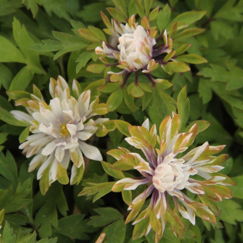 Anemone nemorosa 'Monstrosa'