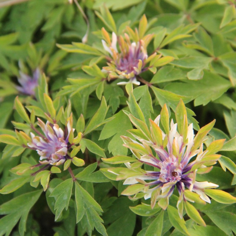 Anemone nemorosa 'Monstrosa'