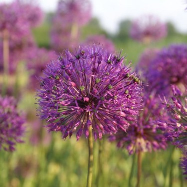 Allium jesdianum 'Akbulak'