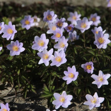 Anemone nemorosa 'Robinsoniana'