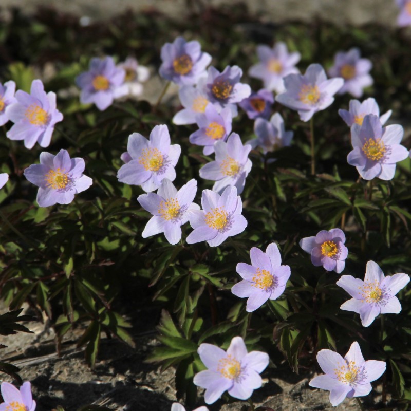 Anemone nemorosa 'Robinsoniana'