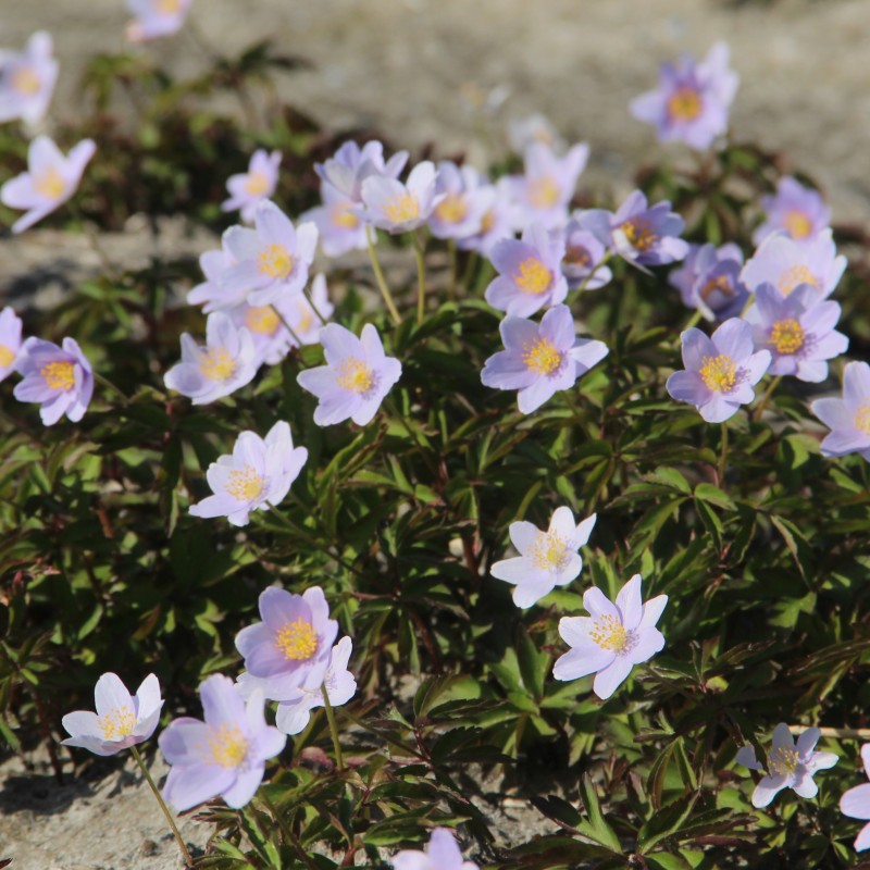 Anemone nemorosa 'Robinsoniana'