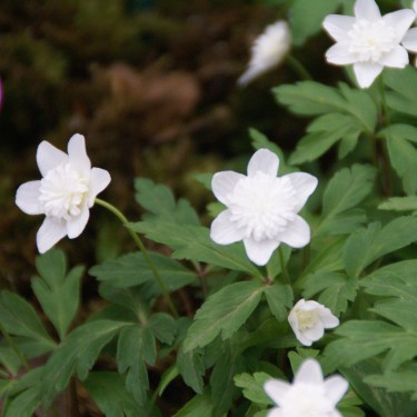 Anemone nemorosa 'Vestal' Anemone nemorosa 'Vestal'