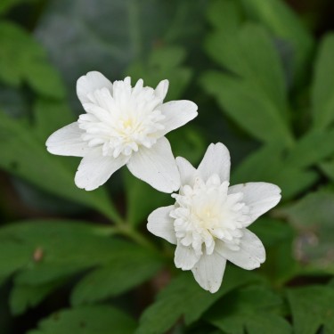 Anemone nemorosa 'Vestal'
