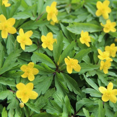 Anemone ranunculoides subsp. ranunculoides