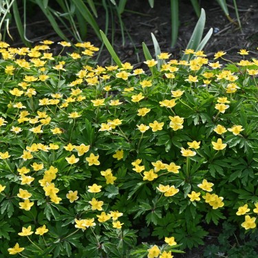 Anemone ranunculoides subsp. ranunculoides