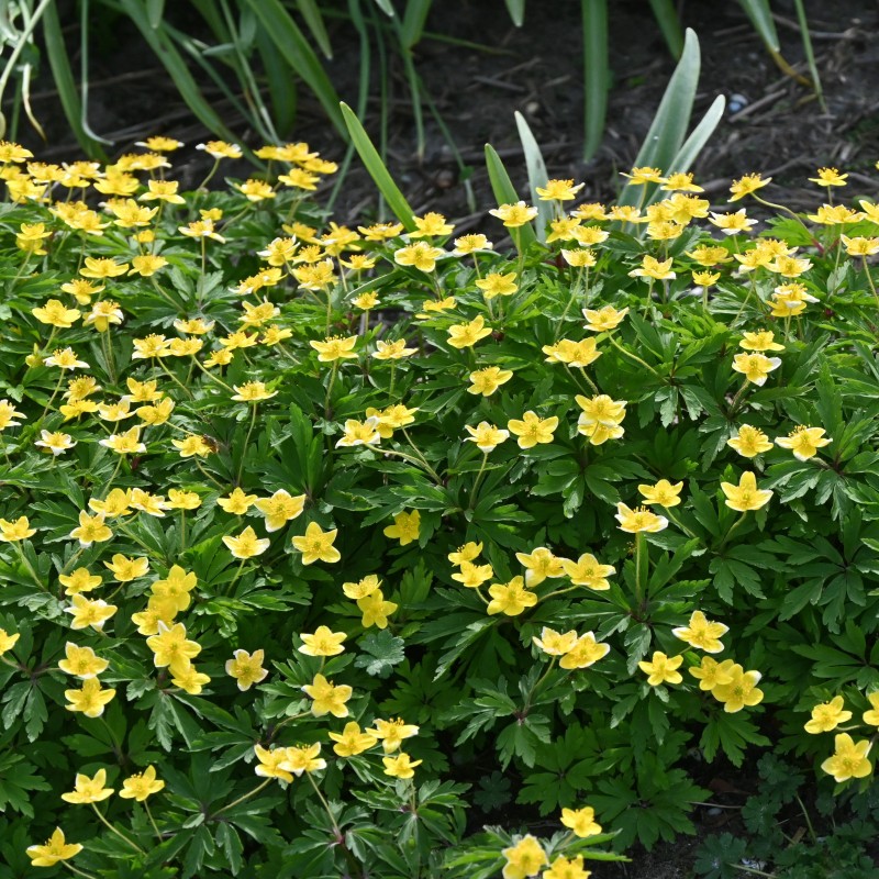 Anemone ranunculoides subsp. ranunculoides