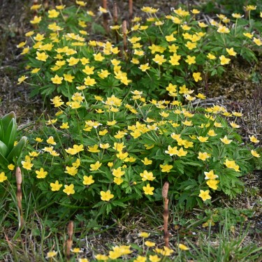 Anemone ranunculoides subsp. ranunculoides