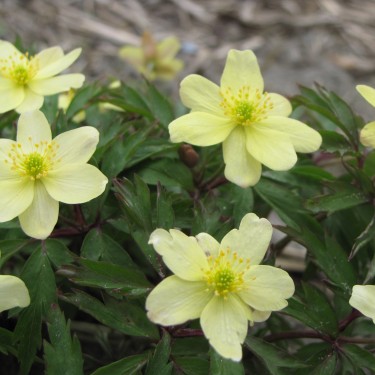 Anemone x lipsiensis