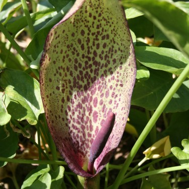 Arum dioscoridis var. syriacum