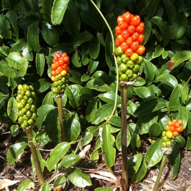 Arum italicum
