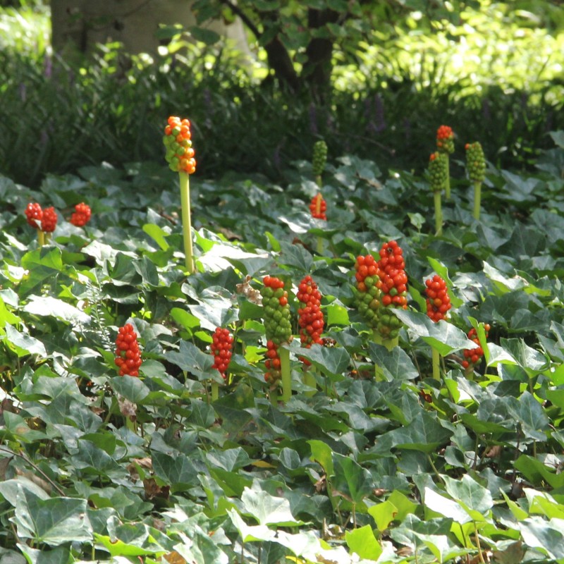 Arum italicum