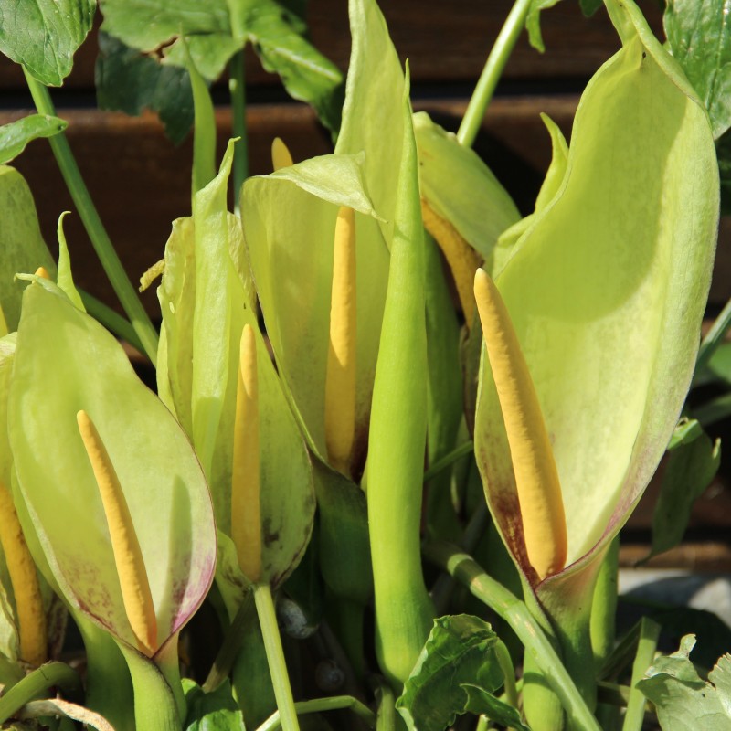 Arum italicum