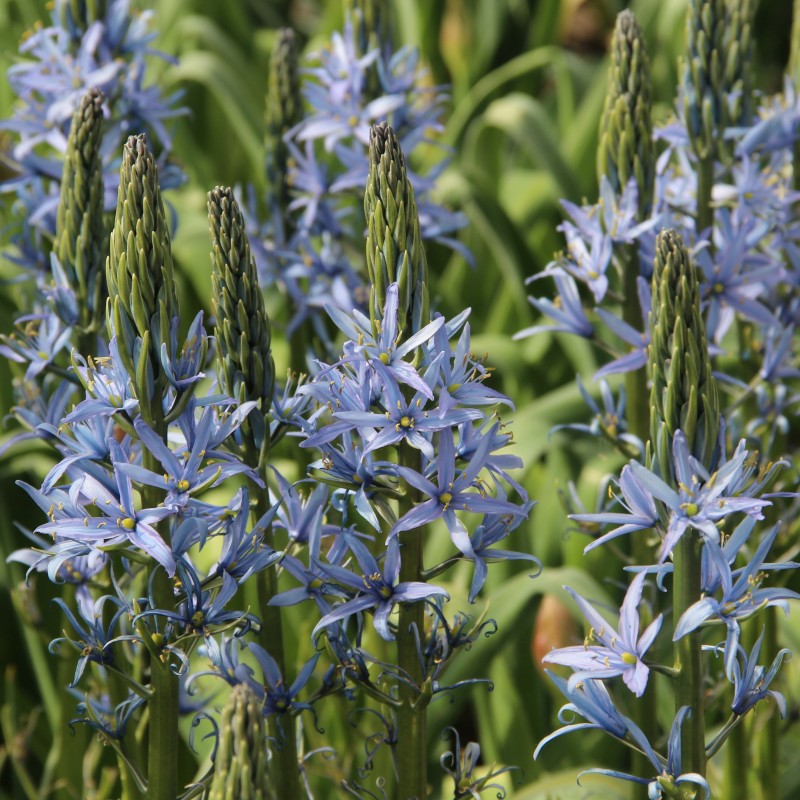 Camassia 'Blue Candle'