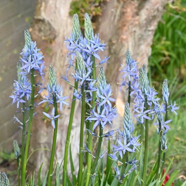Camassia 'Blue Candle'