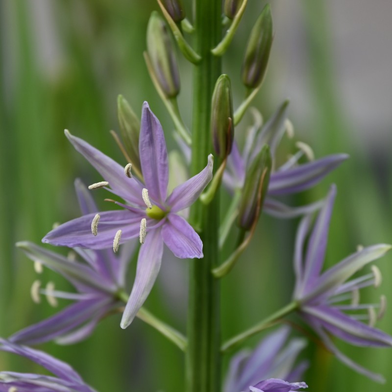 Camassia 'Violet Candle'