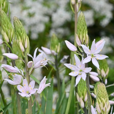 Camassia 'Pink Star'