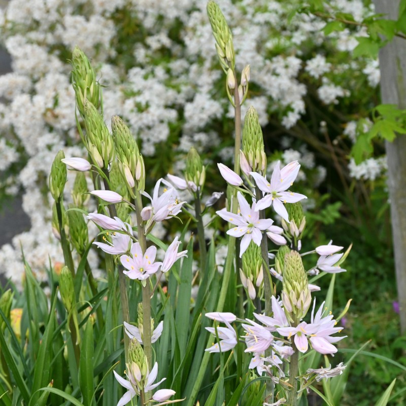 Camassia 'Pink Star'