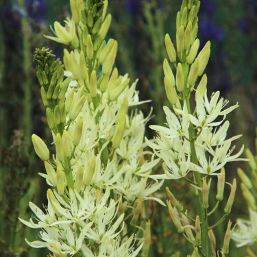 Camassia leichtlinii 'Alba'