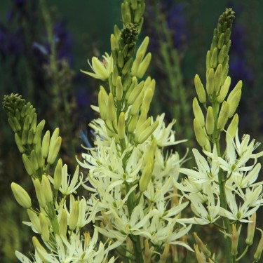 Camassia leichtlinii 'Alba'