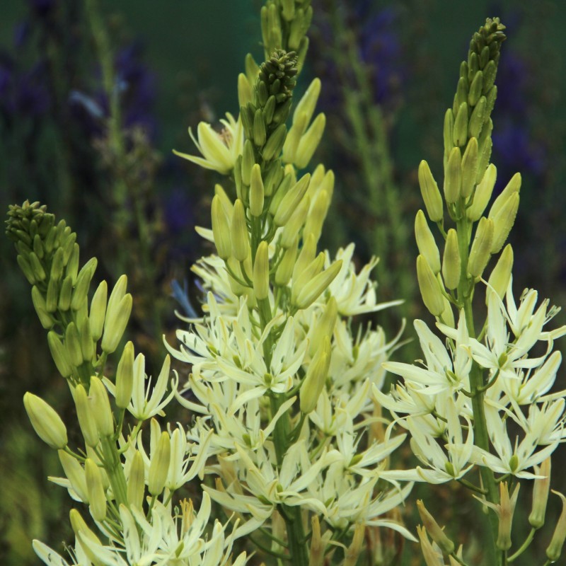 Camassia leichtlinii 'Alba'