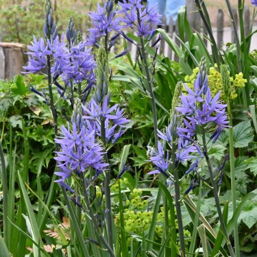 Camassia leichtlinii 'Caerulea'