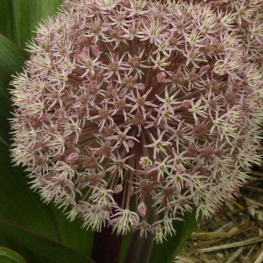 Allium karataviense