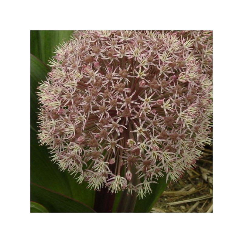 Allium karataviense