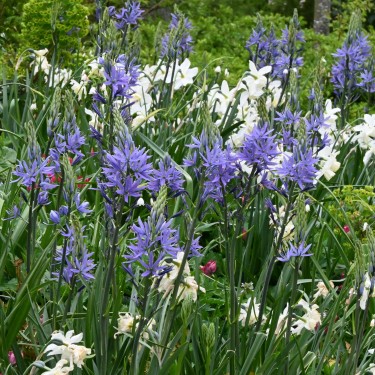 Camassia leichtlinii 'Caerulea'