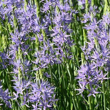 Camassia leichtlinii 'Caerulea'