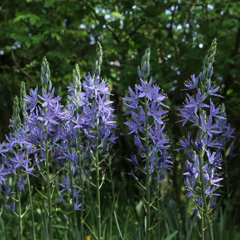 Camassia leichtlinii 'Caerulea'