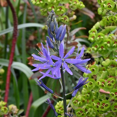 Camassia leichtlinii 'Caerulea'