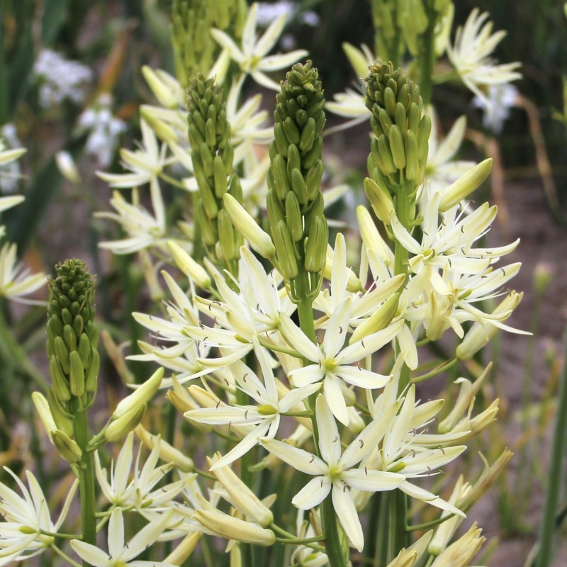 Camassia leichtlinii 'Sacajawea'