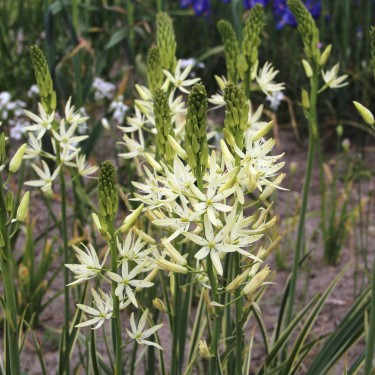 Camassia leichtlinii 'Sacajawea'