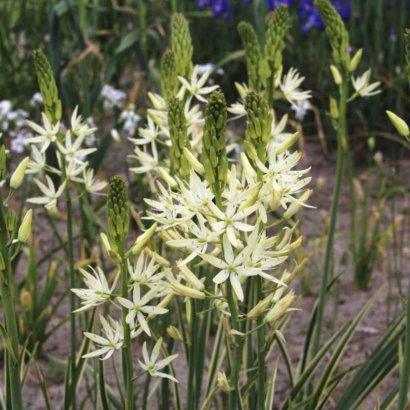 Camassia leichtlinii 'Sacajawea'