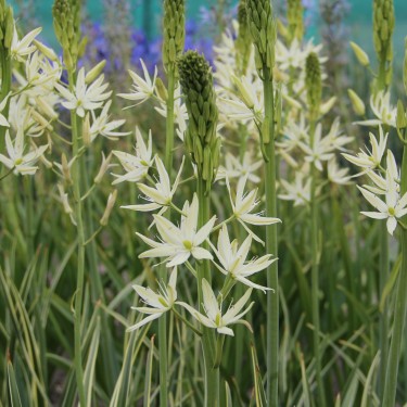 Camassia leichtlinii 'Sacajawea'