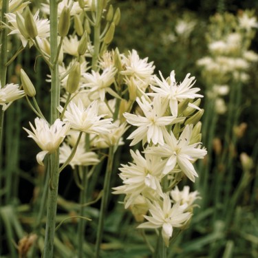 Camassia leichtlinii 'Semiplena'