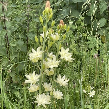 Camassia leichtlinii 'Semiplena'
