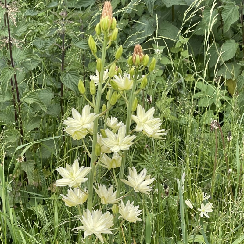 Camassia leichtlinii 'Semiplena'