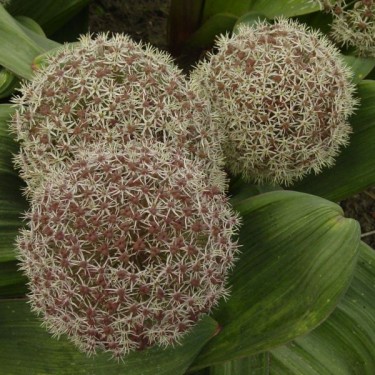 Allium karataviense