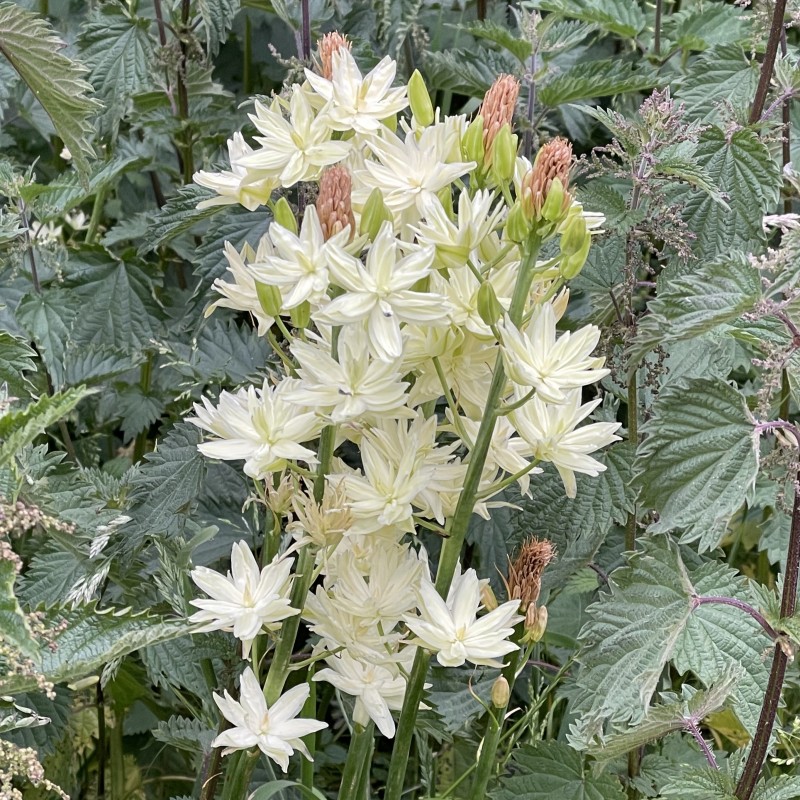 Camassia leichtlinii 'Semiplena'