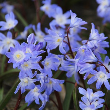 Chionodoxa 'Blue Giant'