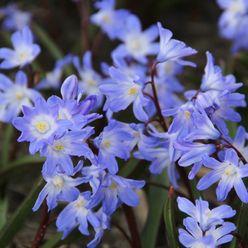 Chionodoxa 'Blue Giant'